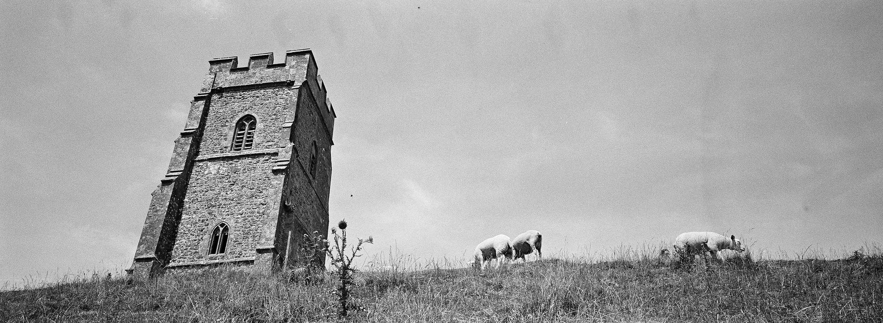 A stone church tower on a hill with grazing cows